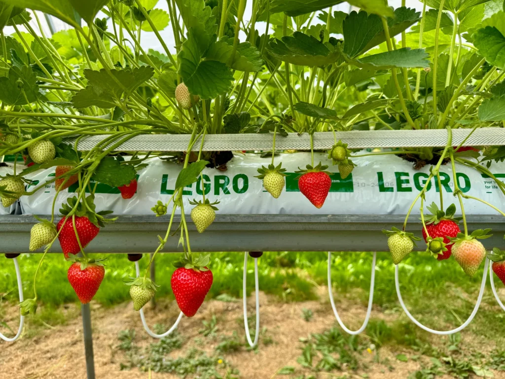 Mata kokosowa Legro
